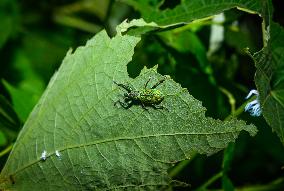 Green Immigrant Leaf Weevil - Polydrusus Formosus - Animal India