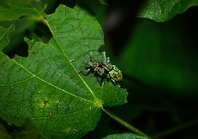 Green Immigrant Leaf Weevil - Polydrusus Formosus - Animal India