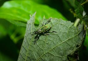 Green Immigrant Leaf Weevil - Polydrusus Formosus - Animal India