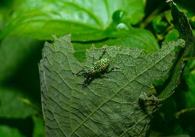 Green Immigrant Leaf Weevil - Polydrusus Formosus - Animal India