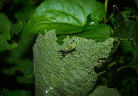 Green Immigrant Leaf Weevil - Polydrusus Formosus - Animal India