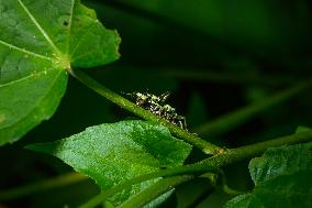 Green Immigrant Leaf Weevil - Polydrusus Formosus - Animal India