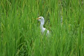 India Wildlife