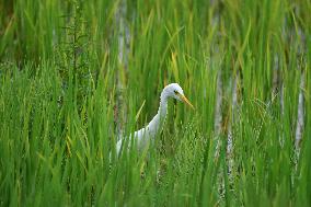 India Wildlife