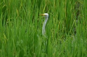 India Wildlife