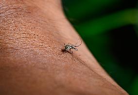 Aedes Mosquito - West Nile Virus