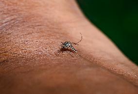 Aedes Mosquito - West Nile Virus