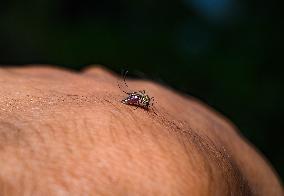 Aedes Mosquito - West Nile Virus