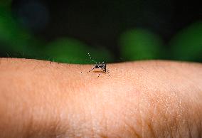 Aedes Mosquito - West Nile Virus