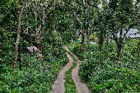 Protected And Off-limits Reserve Forest Area In Kodaikanal