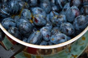 Seasonal Plum Jam Making