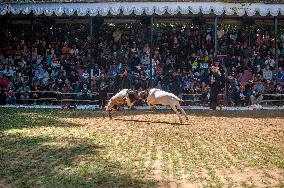 Traditional ram fighting - Bandung