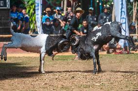 Traditional ram fighting - Bandung