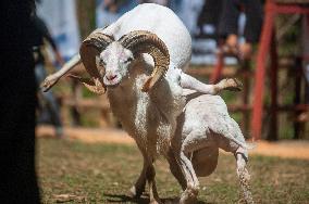 Traditional ram fighting - Bandung