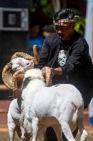 Traditional ram fighting - Bandung