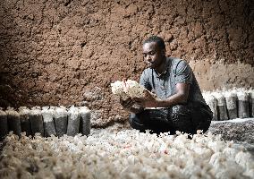 China's Juncao technology sows seeds of hope in Africa