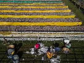 Dried Fish Processing In Bangladesh