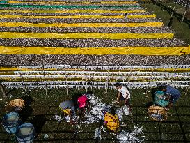 Dried Fish Processing In Bangladesh