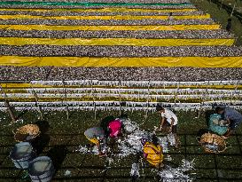 Dried Fish Processing In Bangladesh