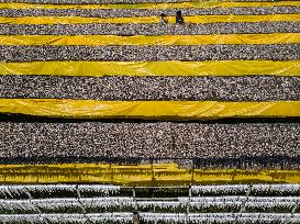 Dried Fish Processing In Bangladesh