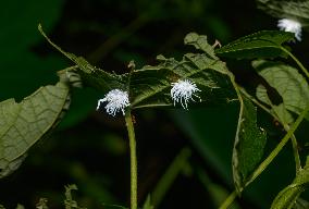 Coccinellidae Larva - Ladybugs - Animal India