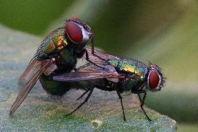 Common Green Bottle Flies Mating In Toronto