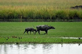 Daily Life In India