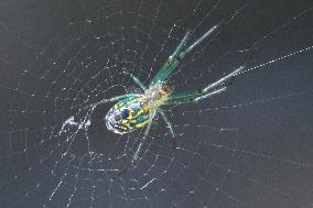 Orchard Orbweaver Spider