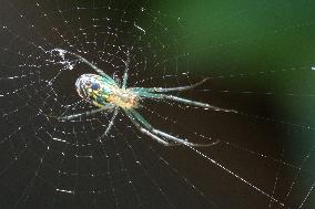 Orchard Orbweaver Spider