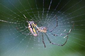 Orchard Orbweaver Spider