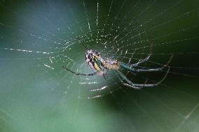 Orchard Orbweaver Spider