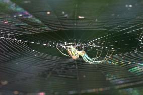 Orchard Orbweaver Spider