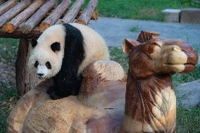 Chongqing Zoo Giant Panda