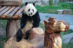 Chongqing Zoo Giant Panda