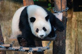 Chongqing Zoo Giant Panda