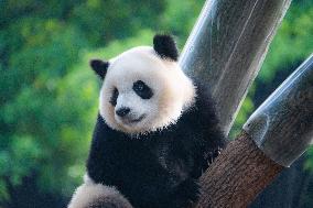 Chongqing Zoo Giant Panda