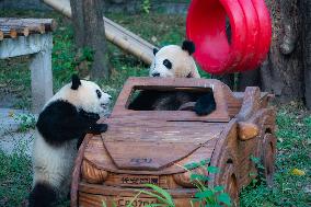 Chongqing Zoo Giant Panda