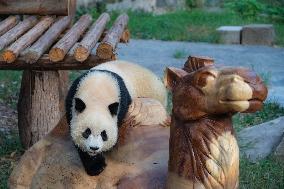 Chongqing Zoo Giant Panda