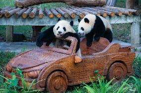 Chongqing Zoo Giant Panda