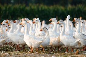 An Ecological Goose Breeding Base in Suqian