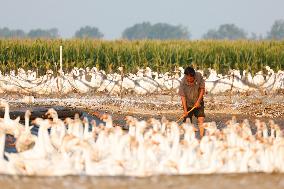 An Ecological Goose Breeding Base in Suqian