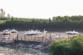 An Ecological Goose Breeding Base in Suqian