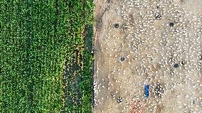 An Ecological Goose Breeding Base in Suqian