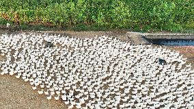 An Ecological Goose Breeding Base in Suqian