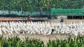 An Ecological Goose Breeding Base in Suqian