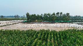 An Ecological Goose Breeding Base in Suqian