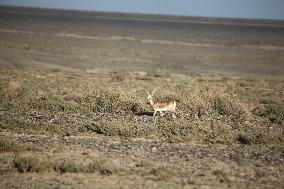 Goitered Gazelle Forage at Gobi Desert in Hami