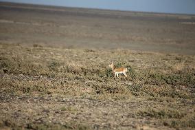 Goitered Gazelle Forage at Gobi Desert in Hami