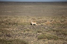 Goitered Gazelle Forage at Gobi Desert in Hami