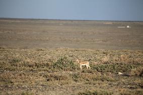 Goitered Gazelle Forage at Gobi Desert in Hami